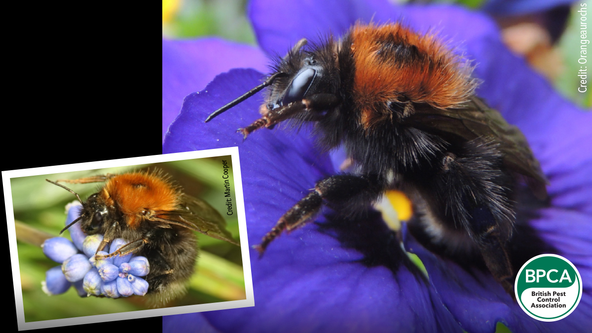Tree bumblebee Bombus hypnorum identification in the UK Tree bumblebee Bombus hypnorum identification in the UK